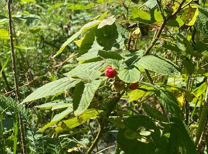 Σαλέ Sanmari_forest Ledenice